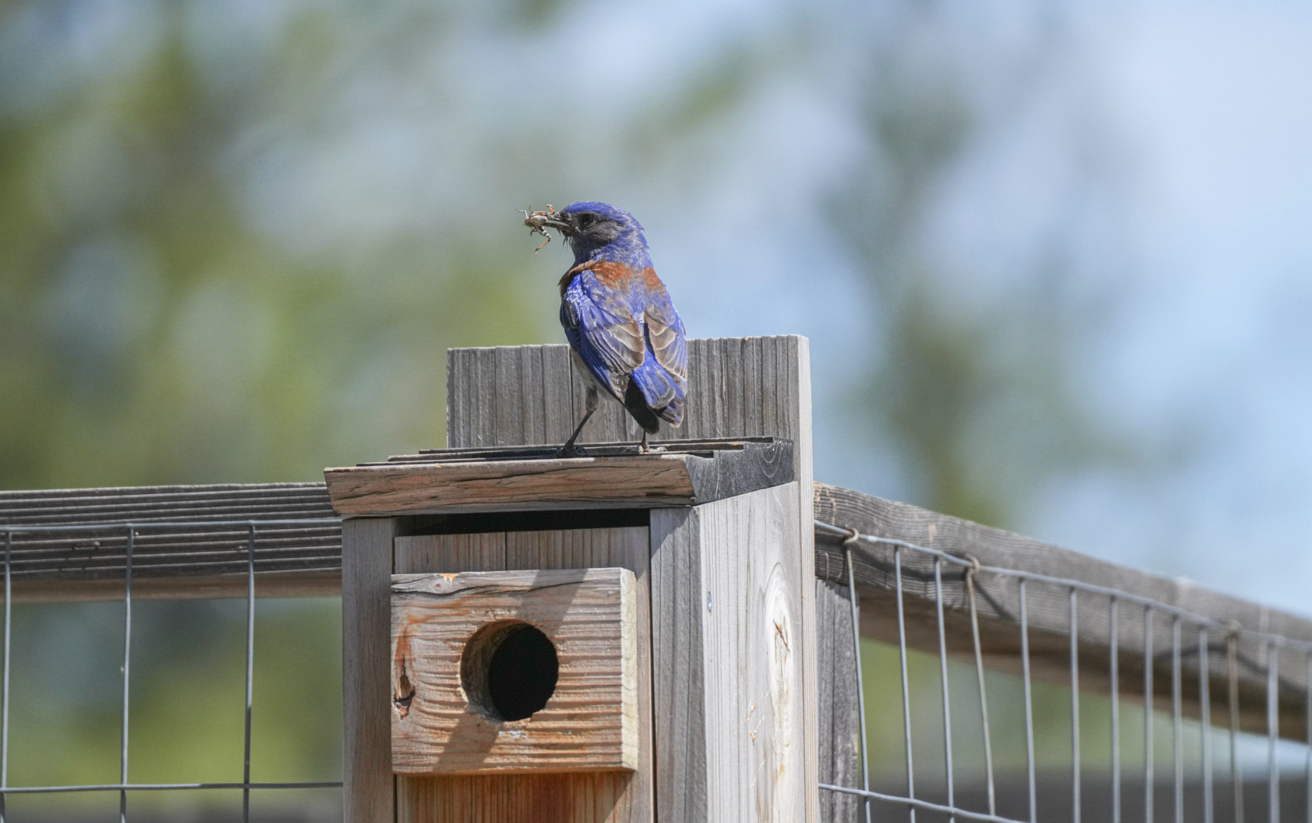 western bluebird at nest