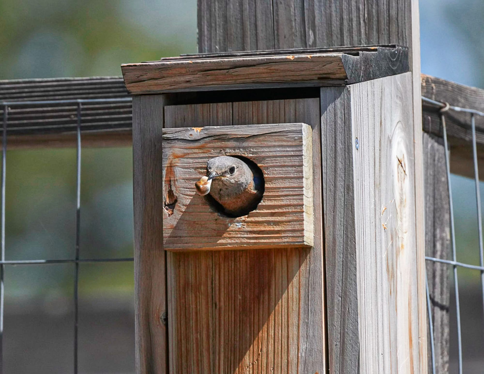 western bluebird at nest