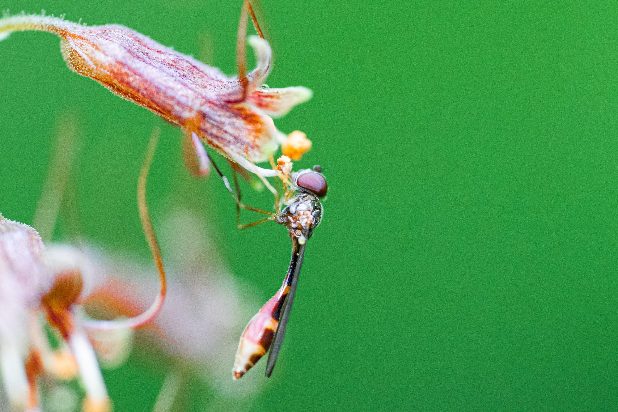 fly on flower
