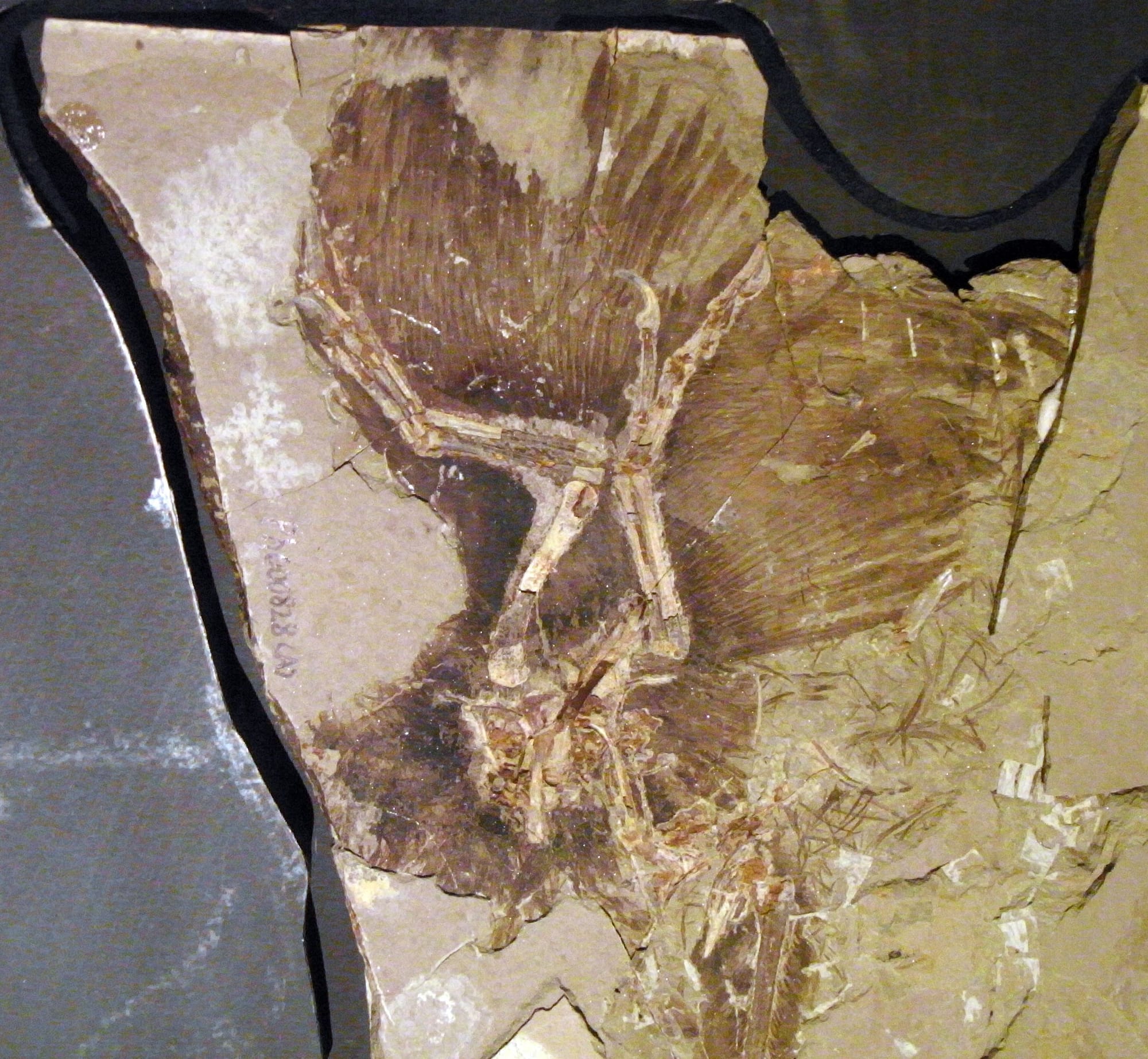 feathered dinosaur