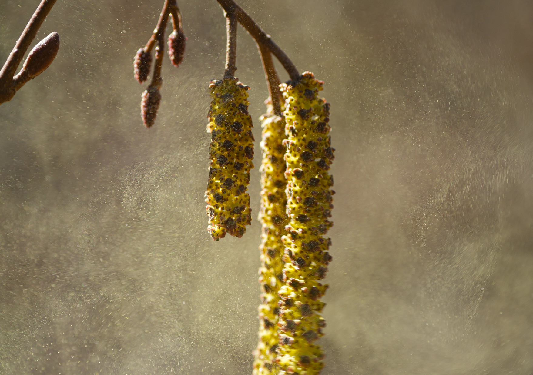 catkin pollen