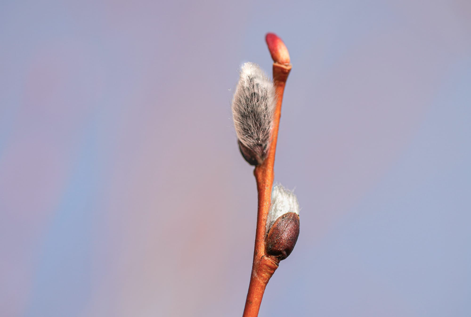 pussy willow