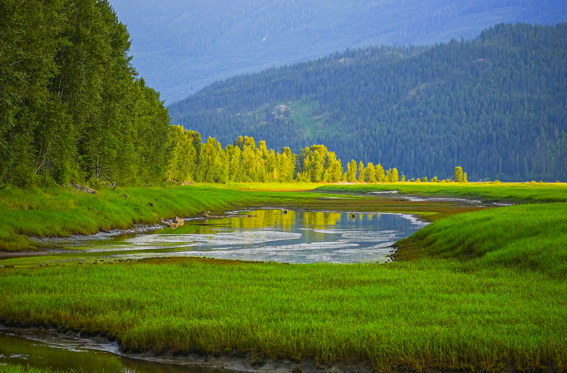 cottonwoods along river