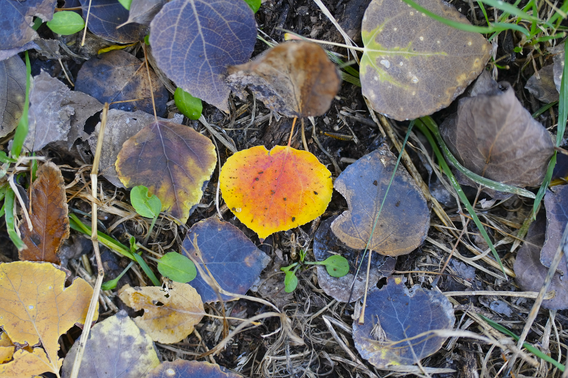 decomposing leaves
