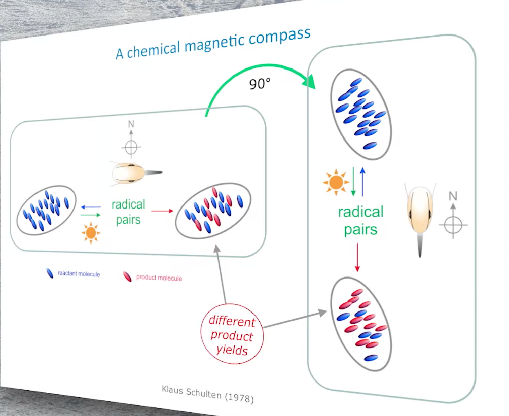 model of chemical magnetic compass in birds