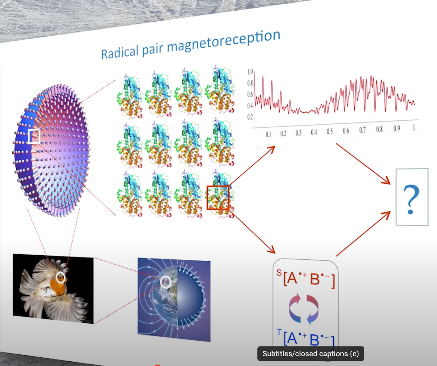 diagram of magnetoreception in birds