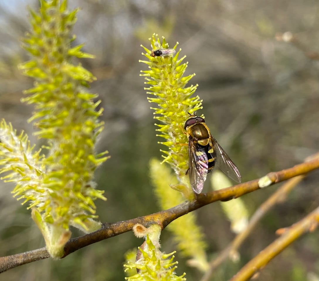 Flies on catkin