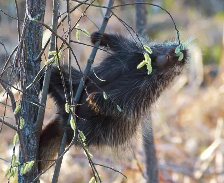 porcupine eating catkins