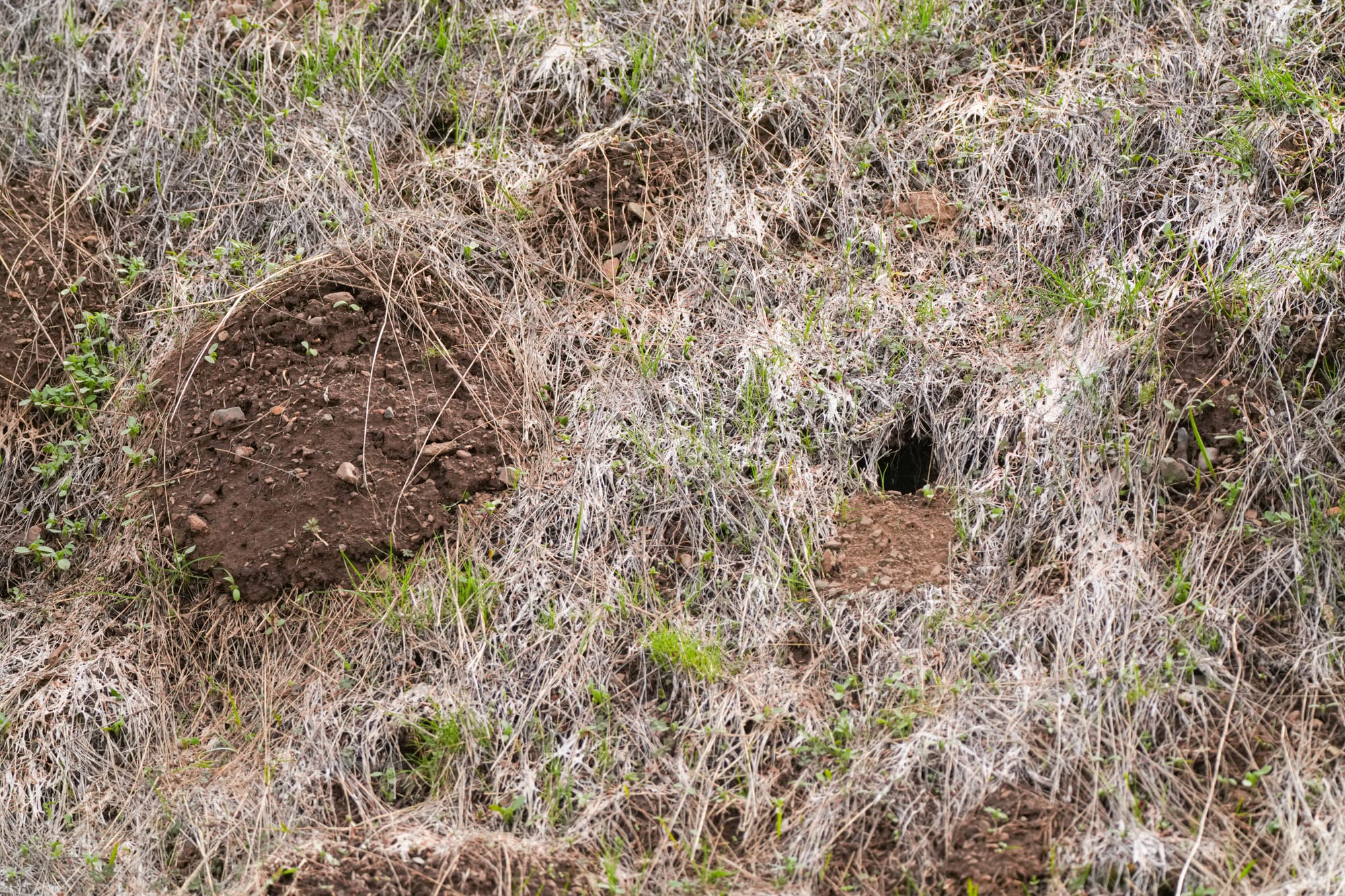 gopher mound and burrow