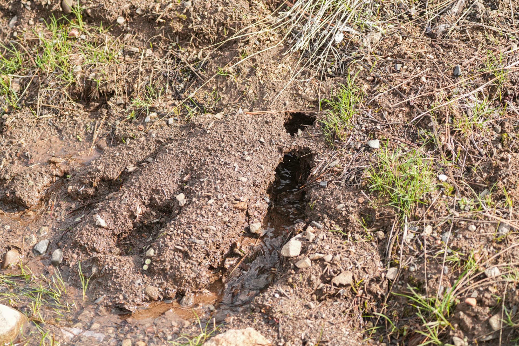 gopher burrows and water