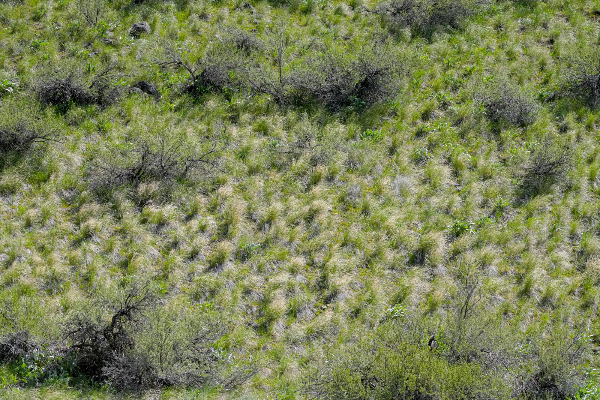 bunchgrasses