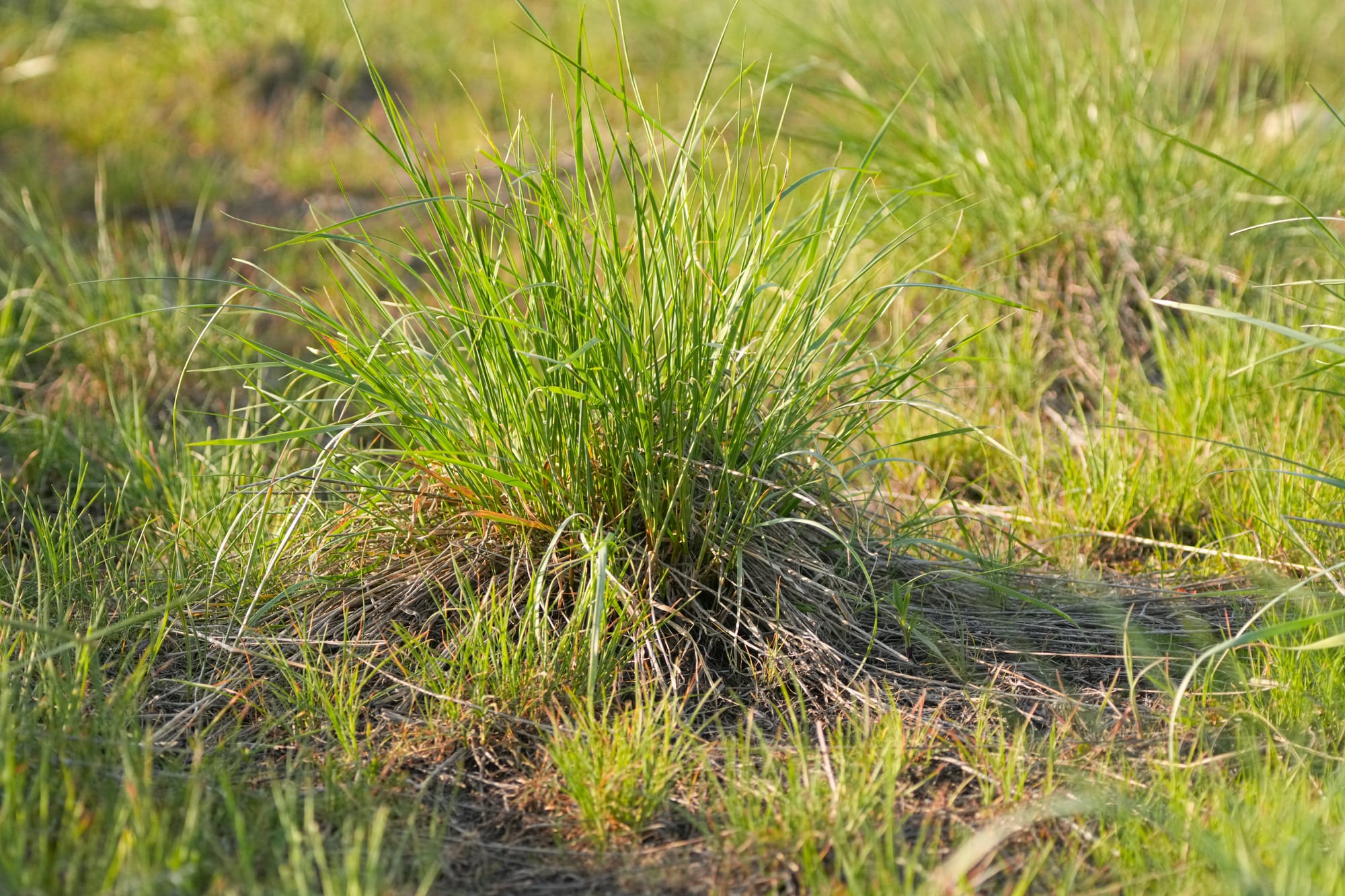 grass clump