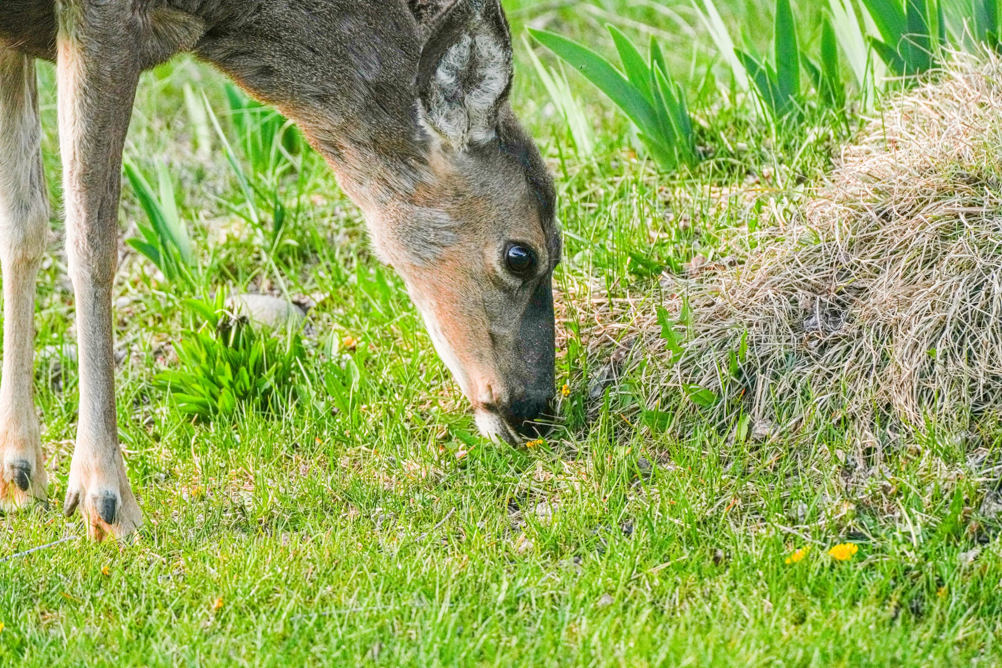  mule deer