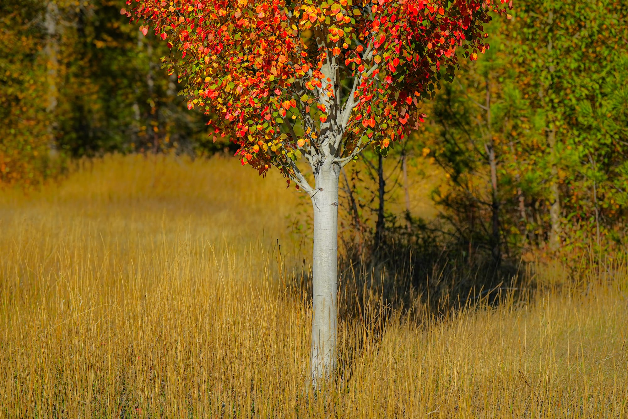 aspen in meadow