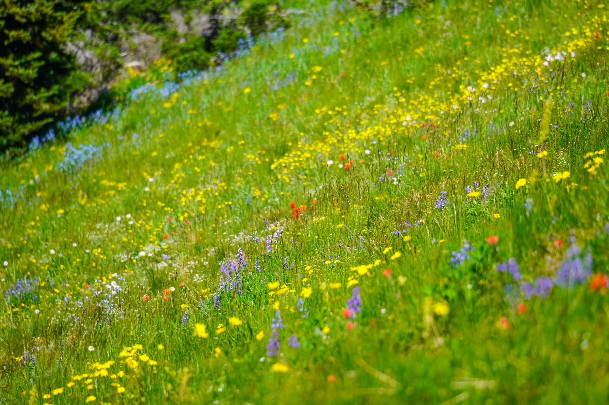 wildflowers in meadow