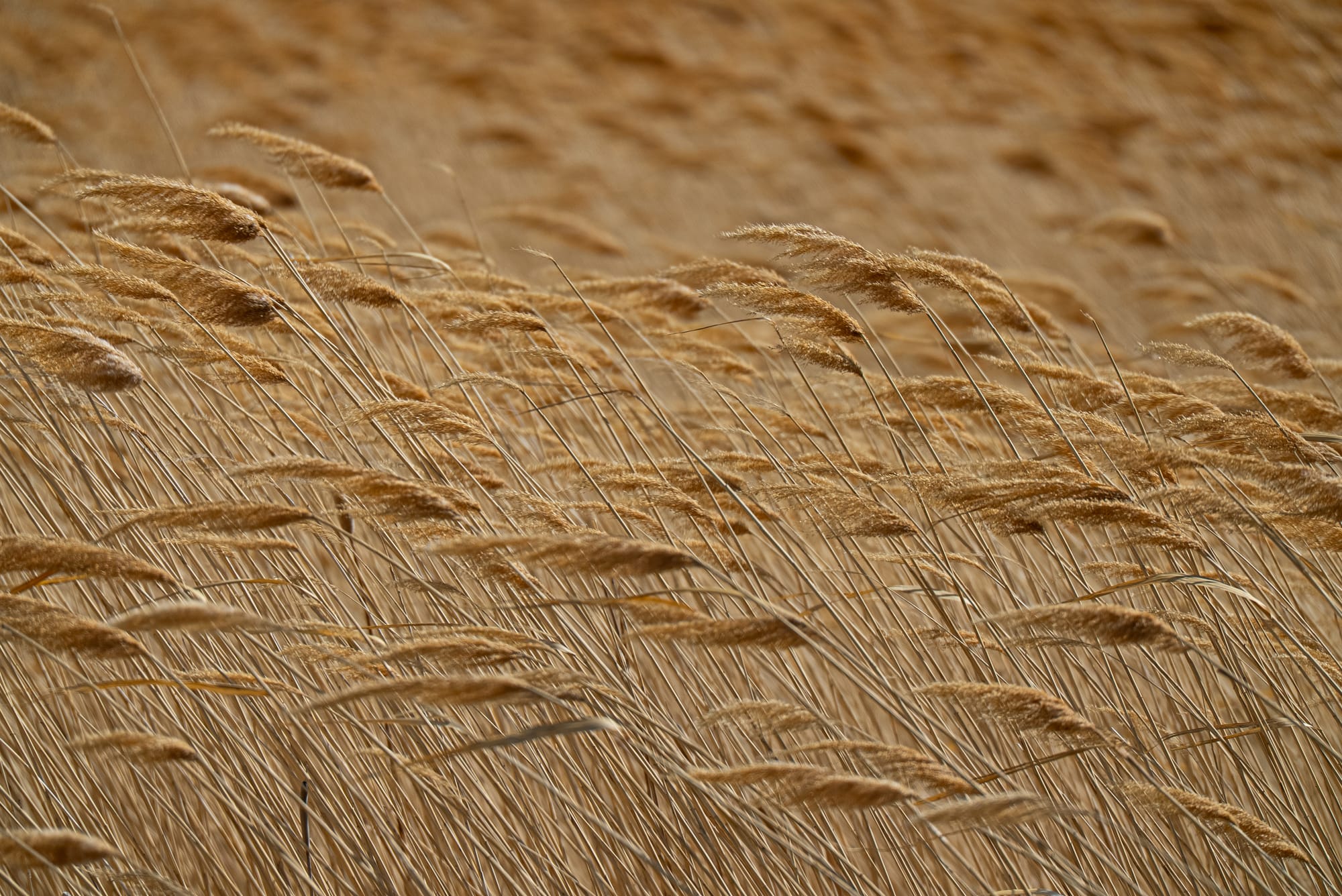 grass seed heads