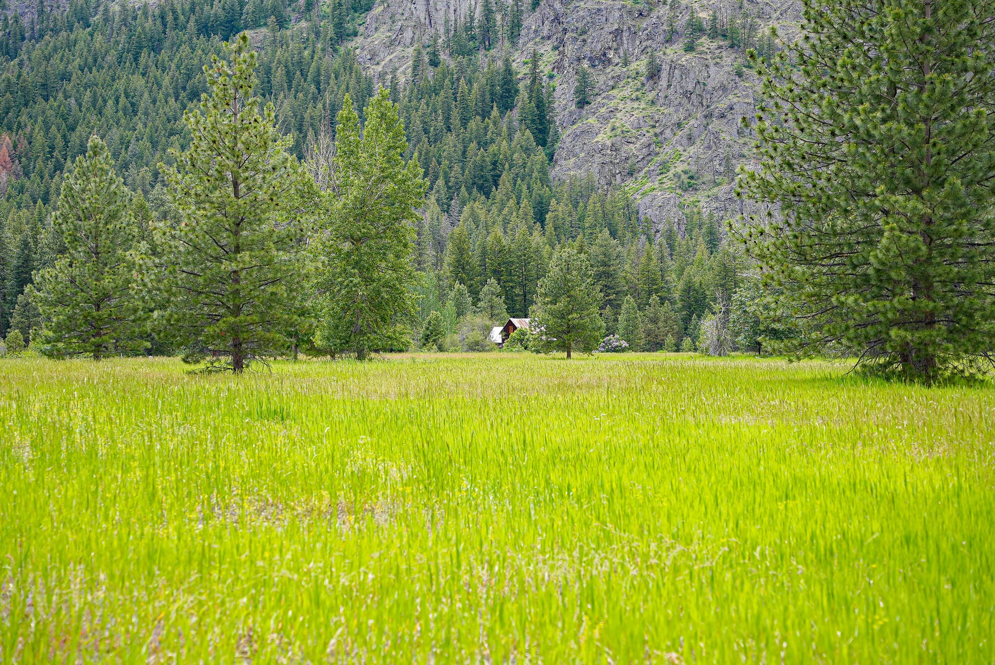 green meadow
