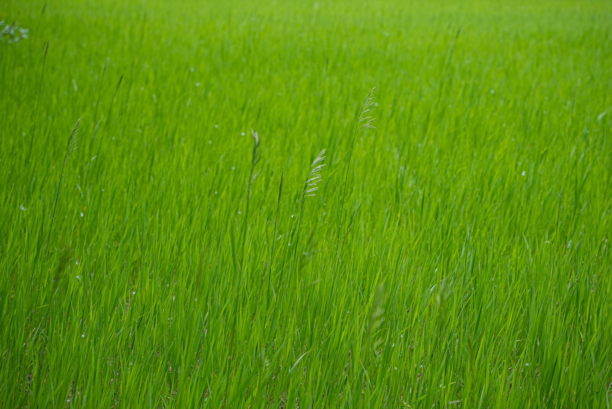 green grasses