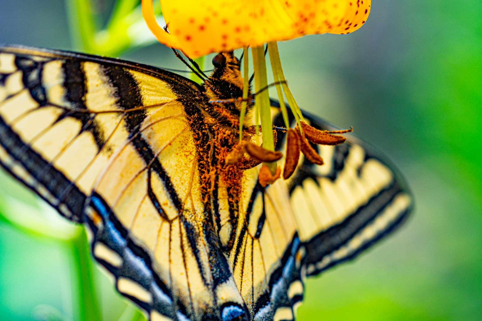 swallowtail butterfly on flower