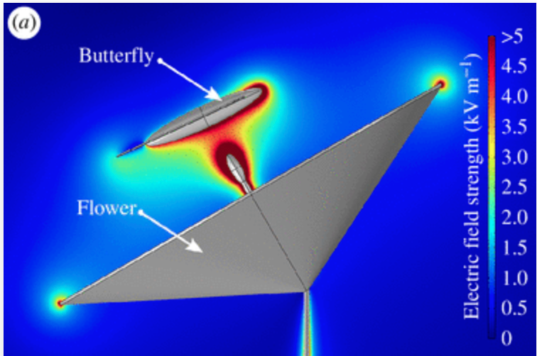 electric potential between a butterfly and flower