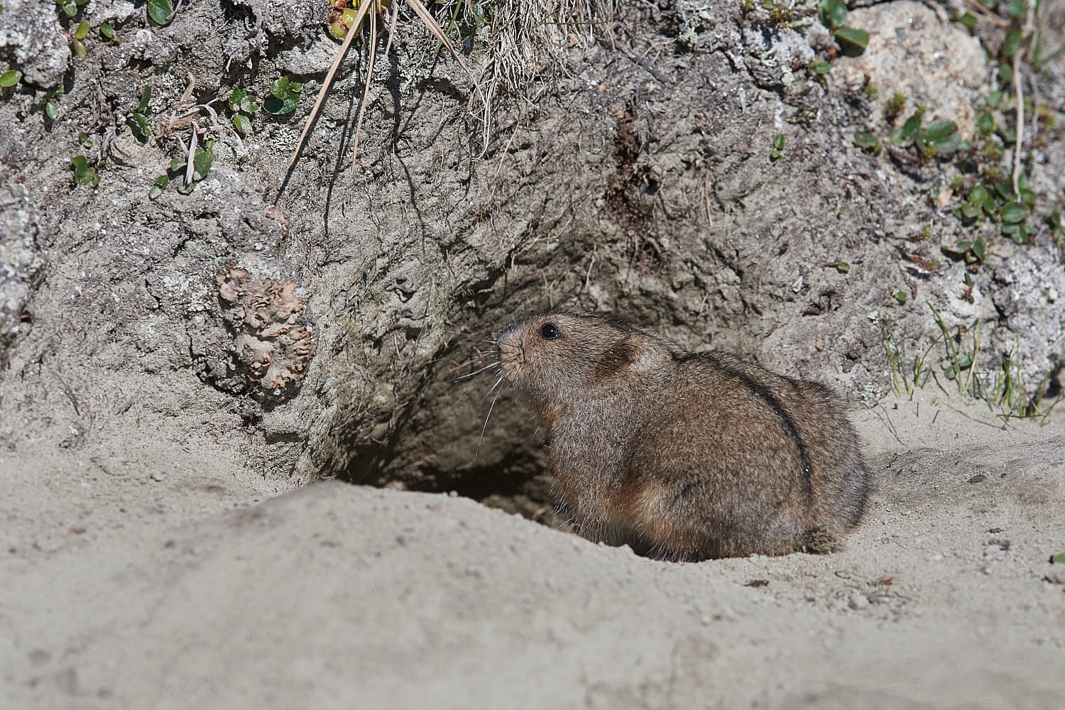 lemming