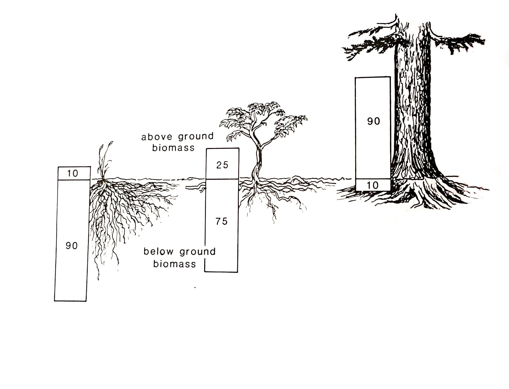 plant productivity graphic