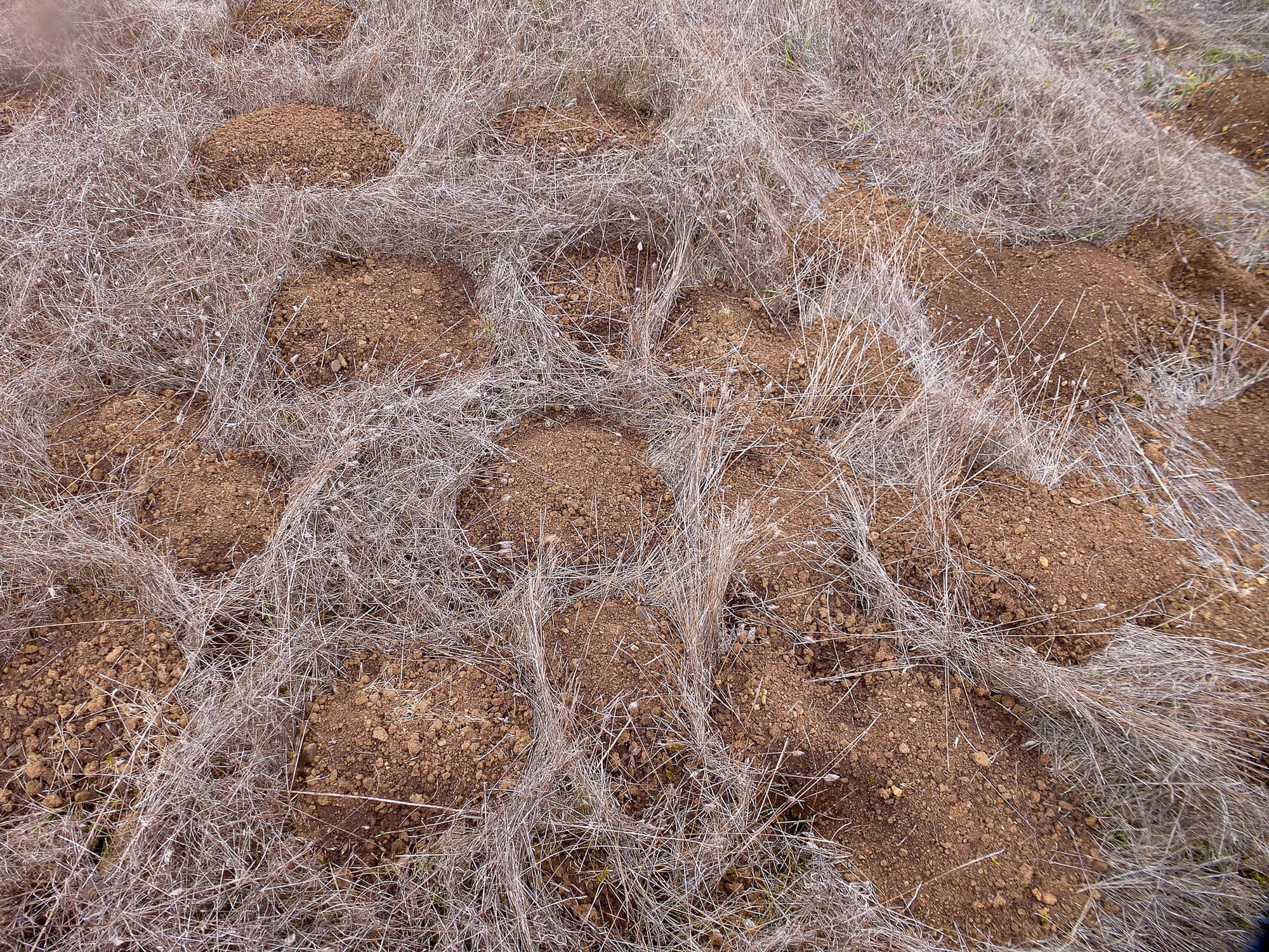 gopher mounds