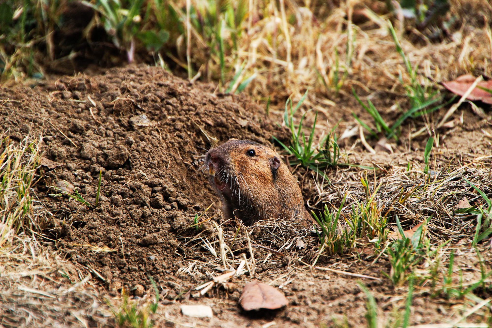 gopher
