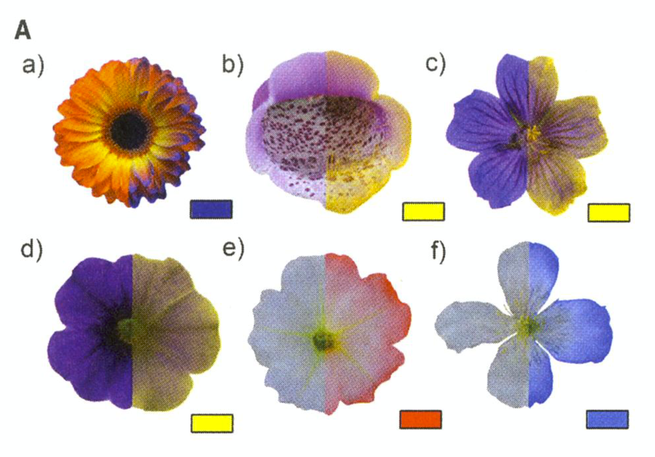 color changes in pollinated flowers