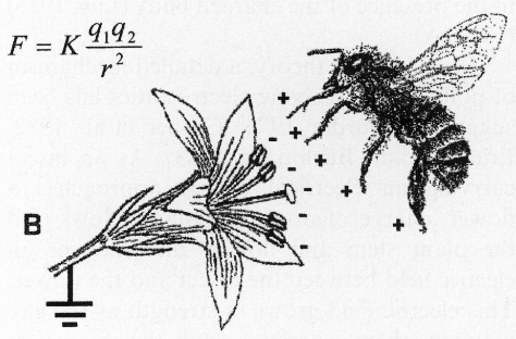 electric charges between a bee and a flower