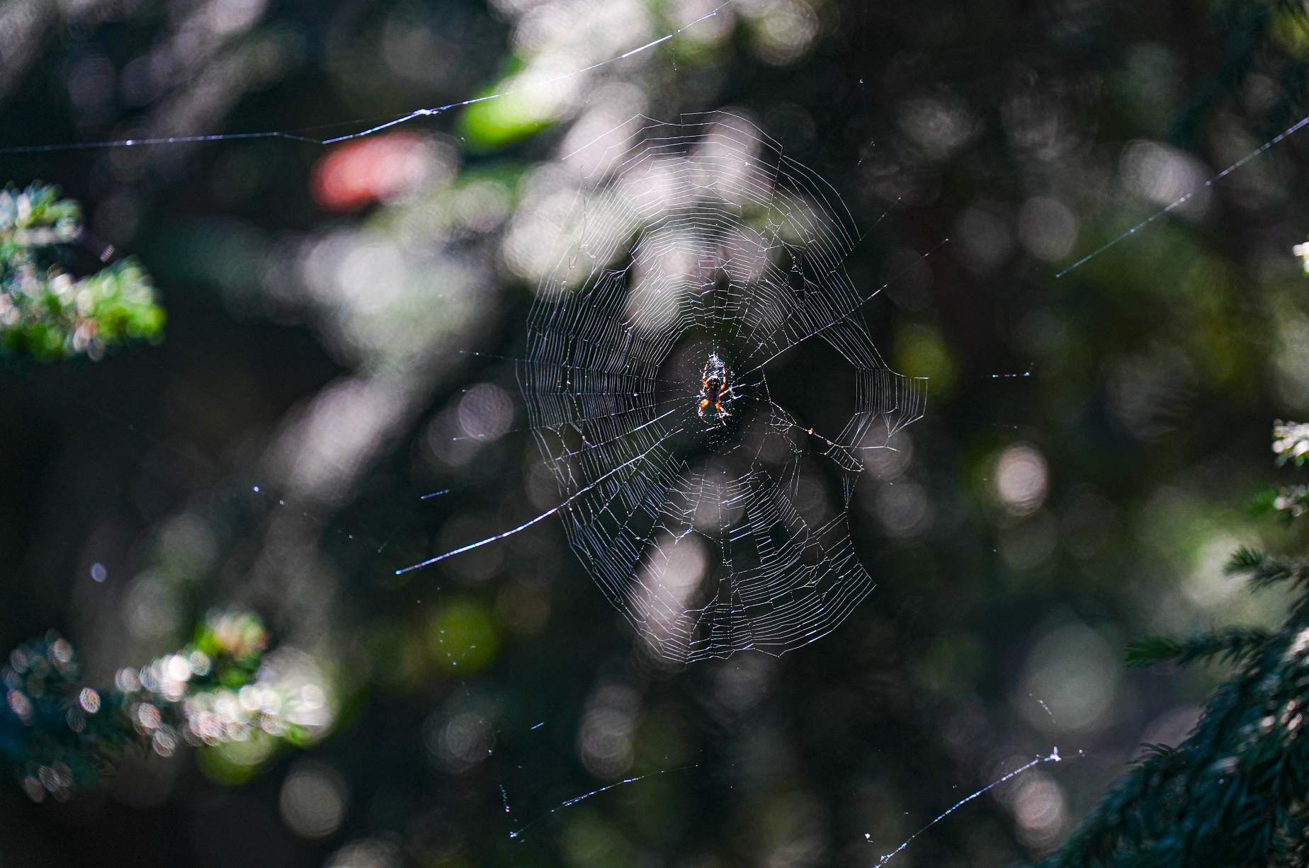 spider on web