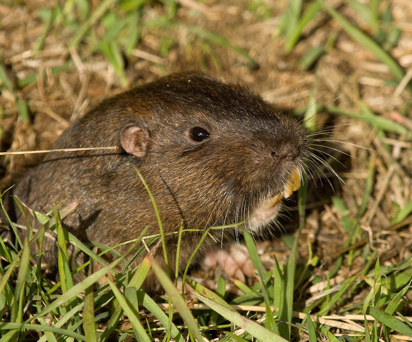 gopher face