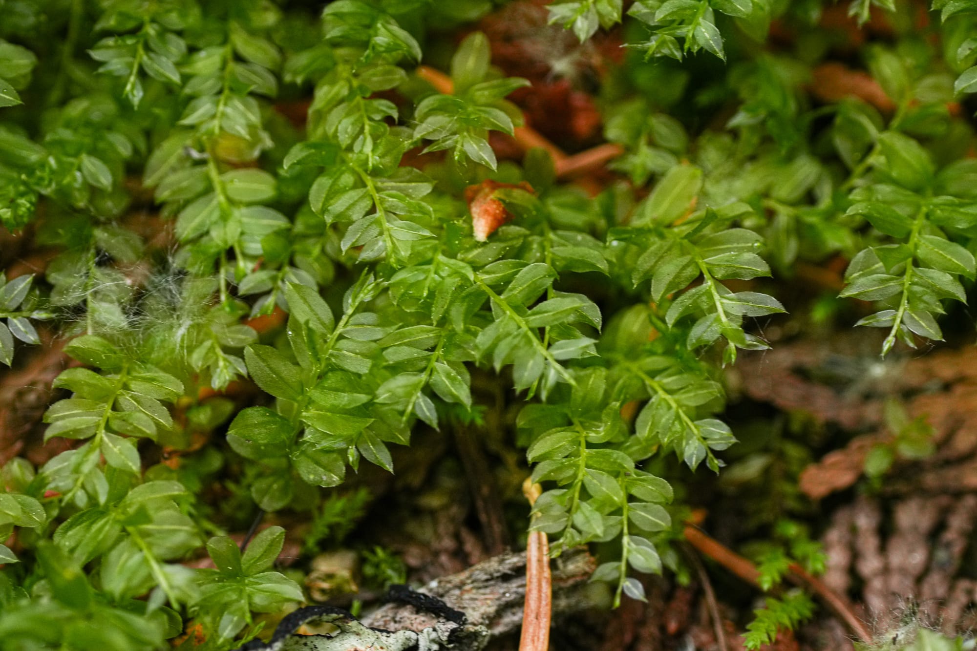 moss leaves