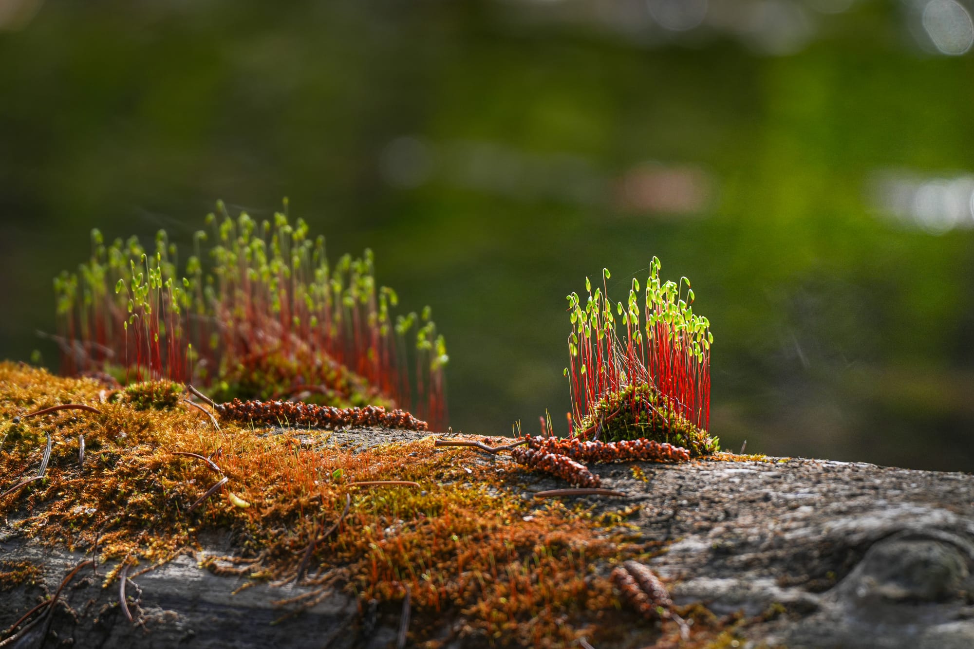 moss on log