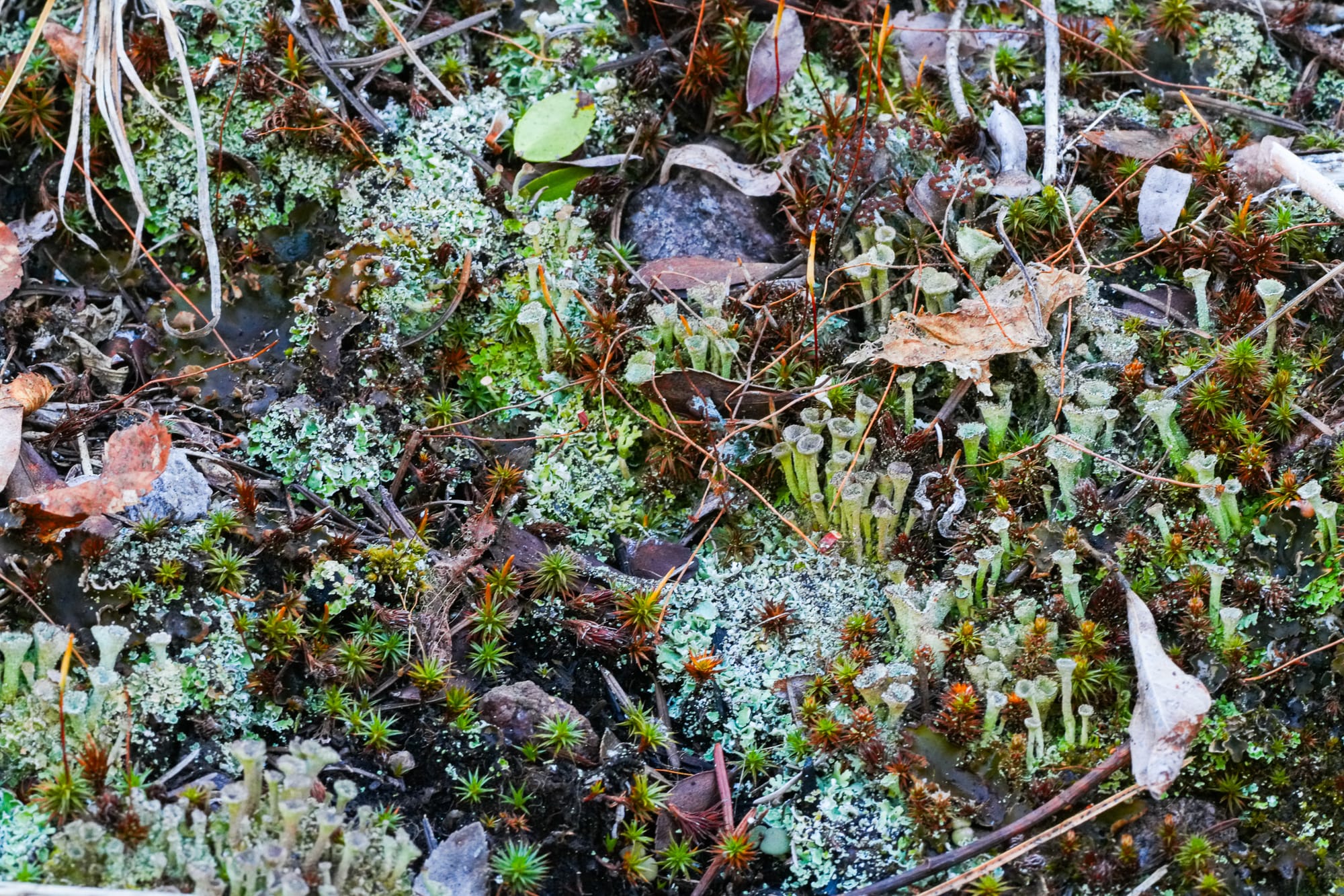 mosses and lichens