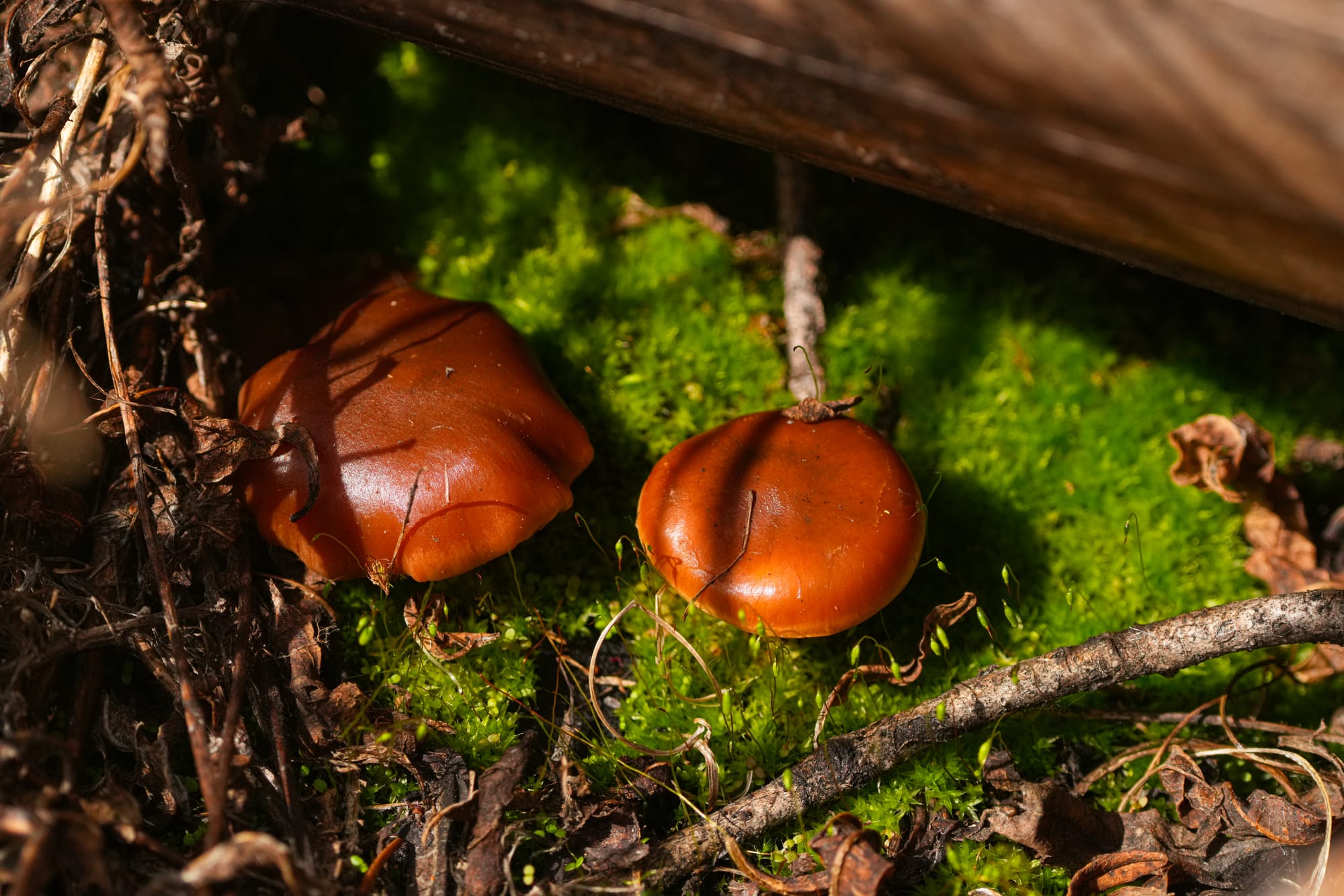 moss and fungi