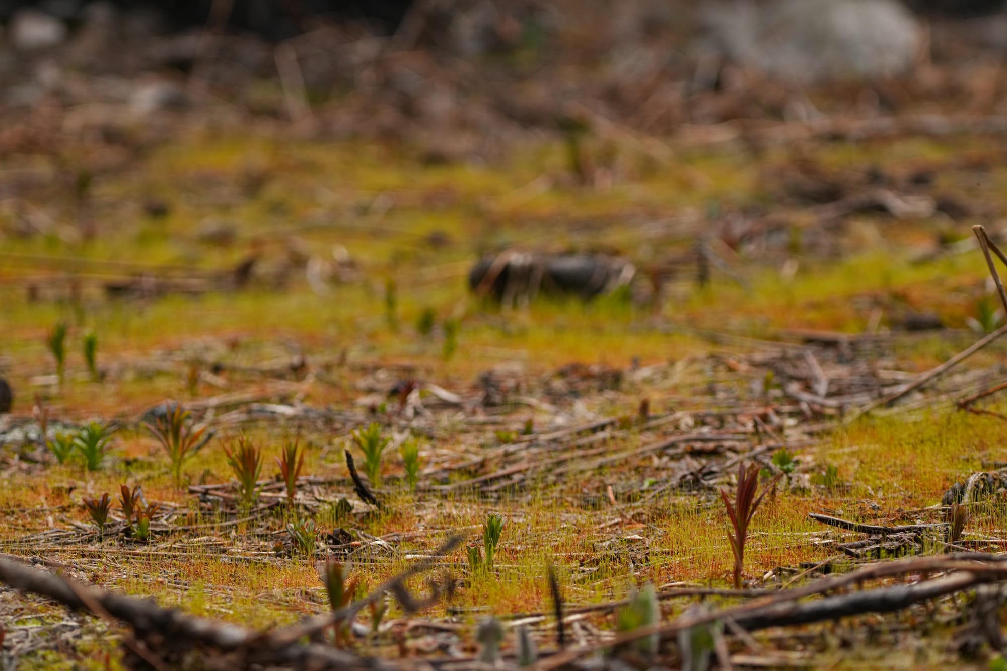 moss after a wildfire