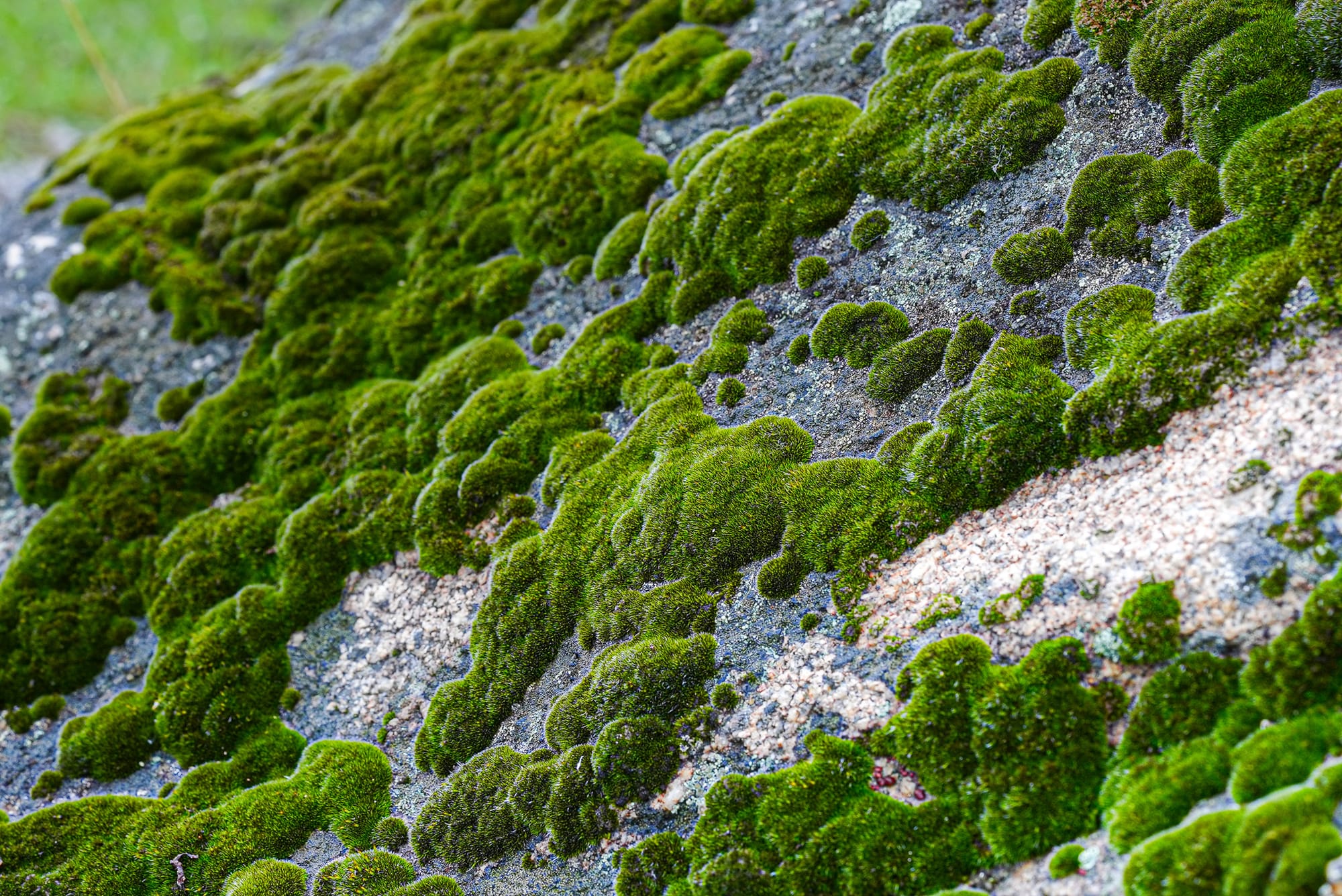 moss on rock