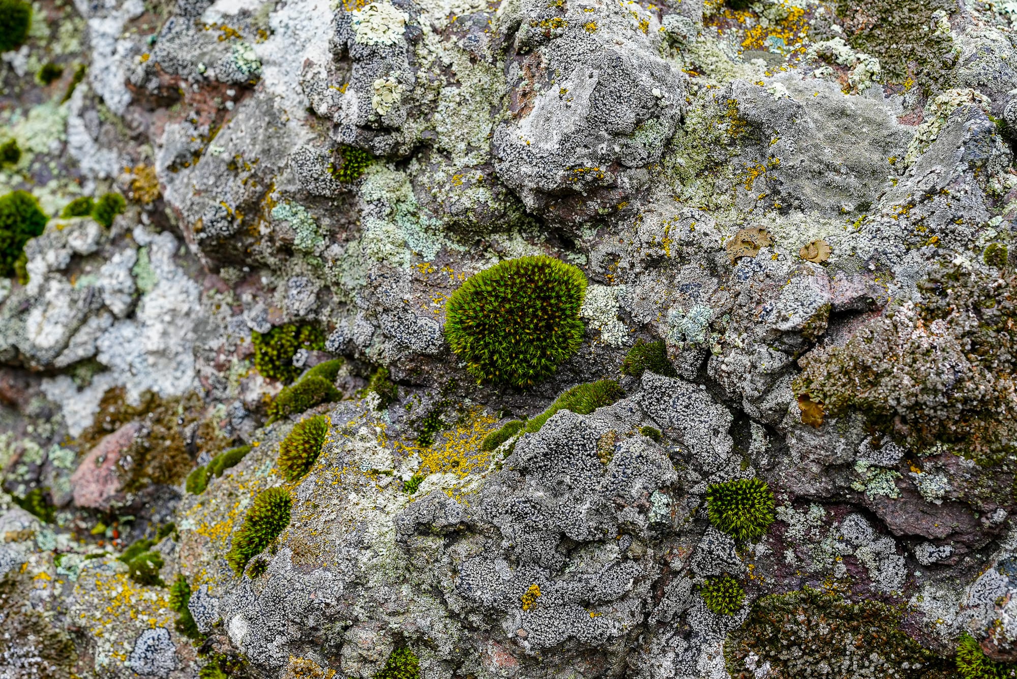 moss on rock