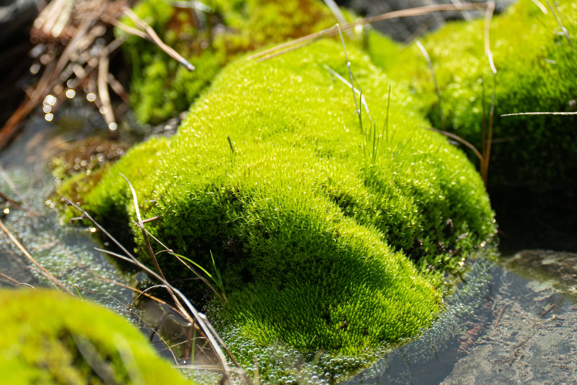 wet moss