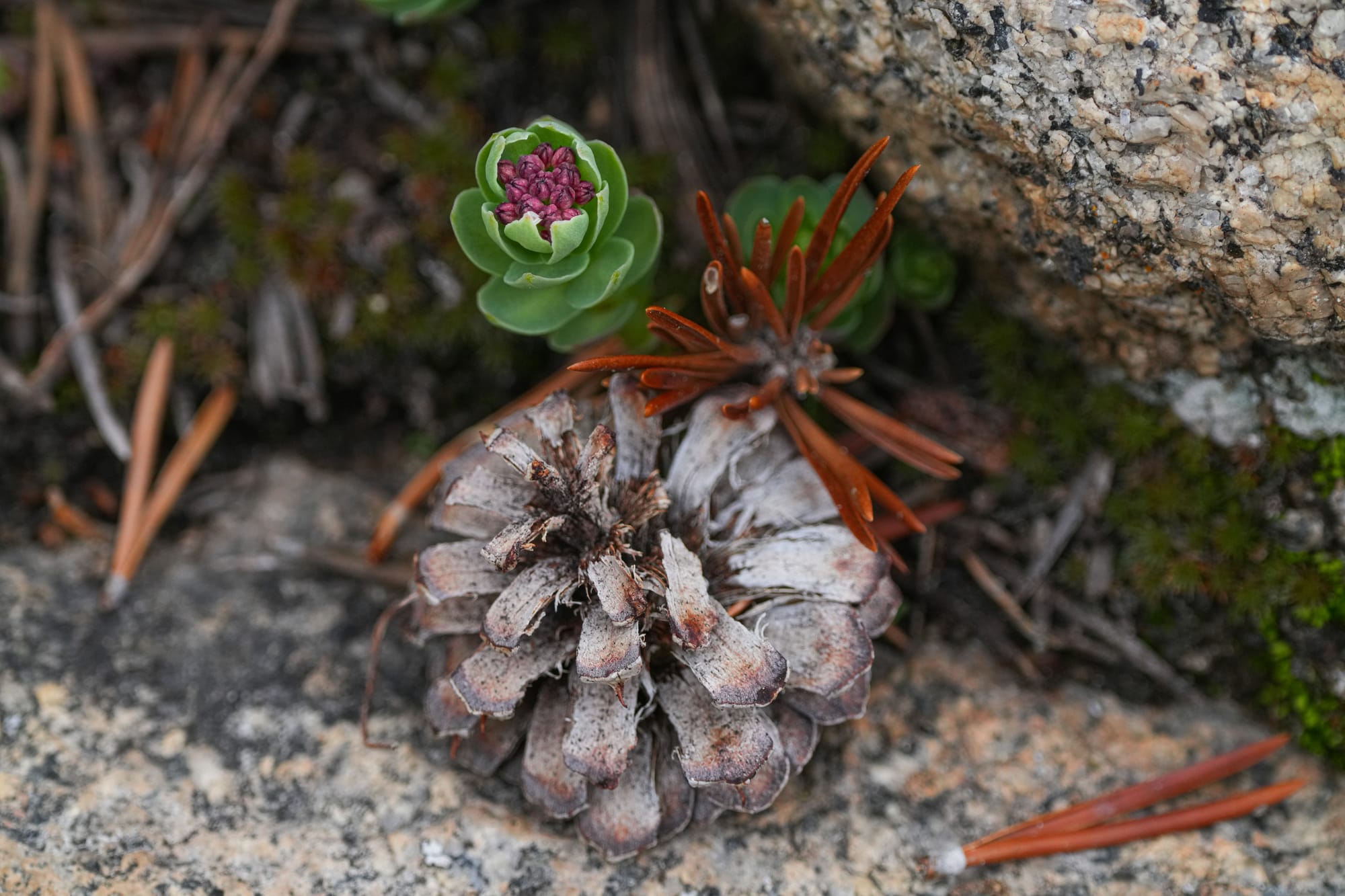 pine cone and rosy sedum
