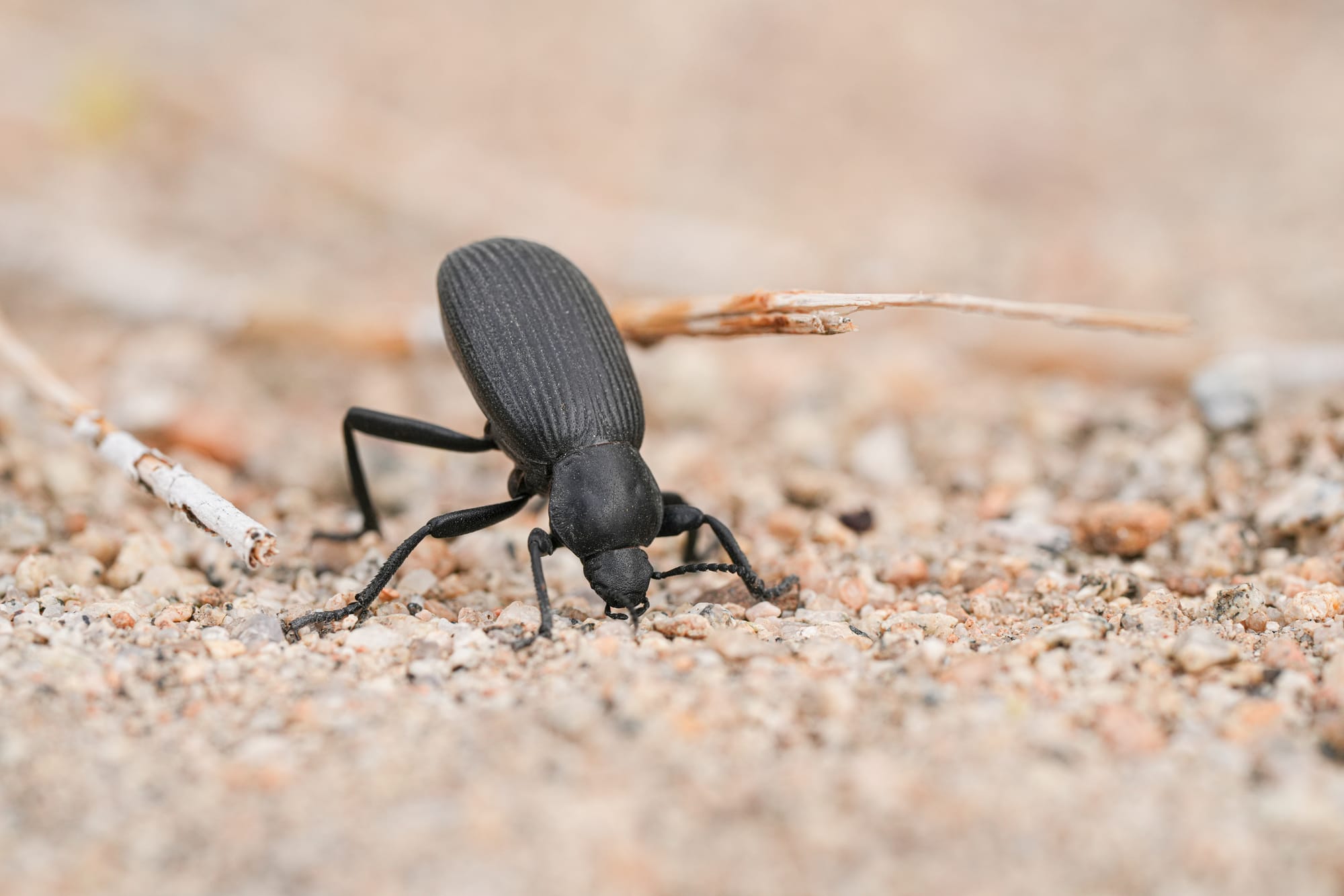 darkling beetle