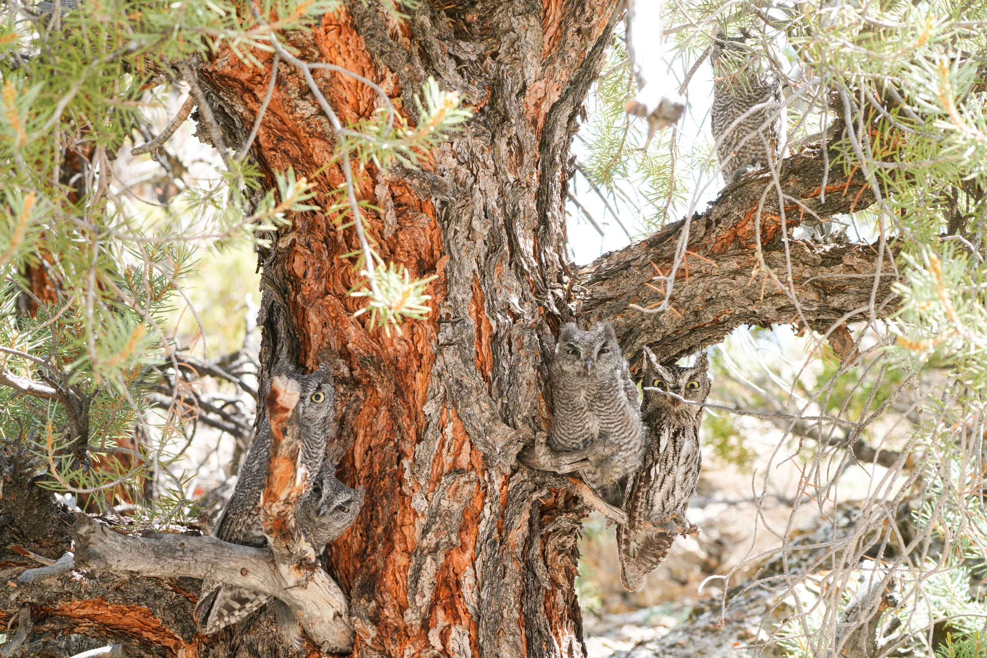 western screech owls