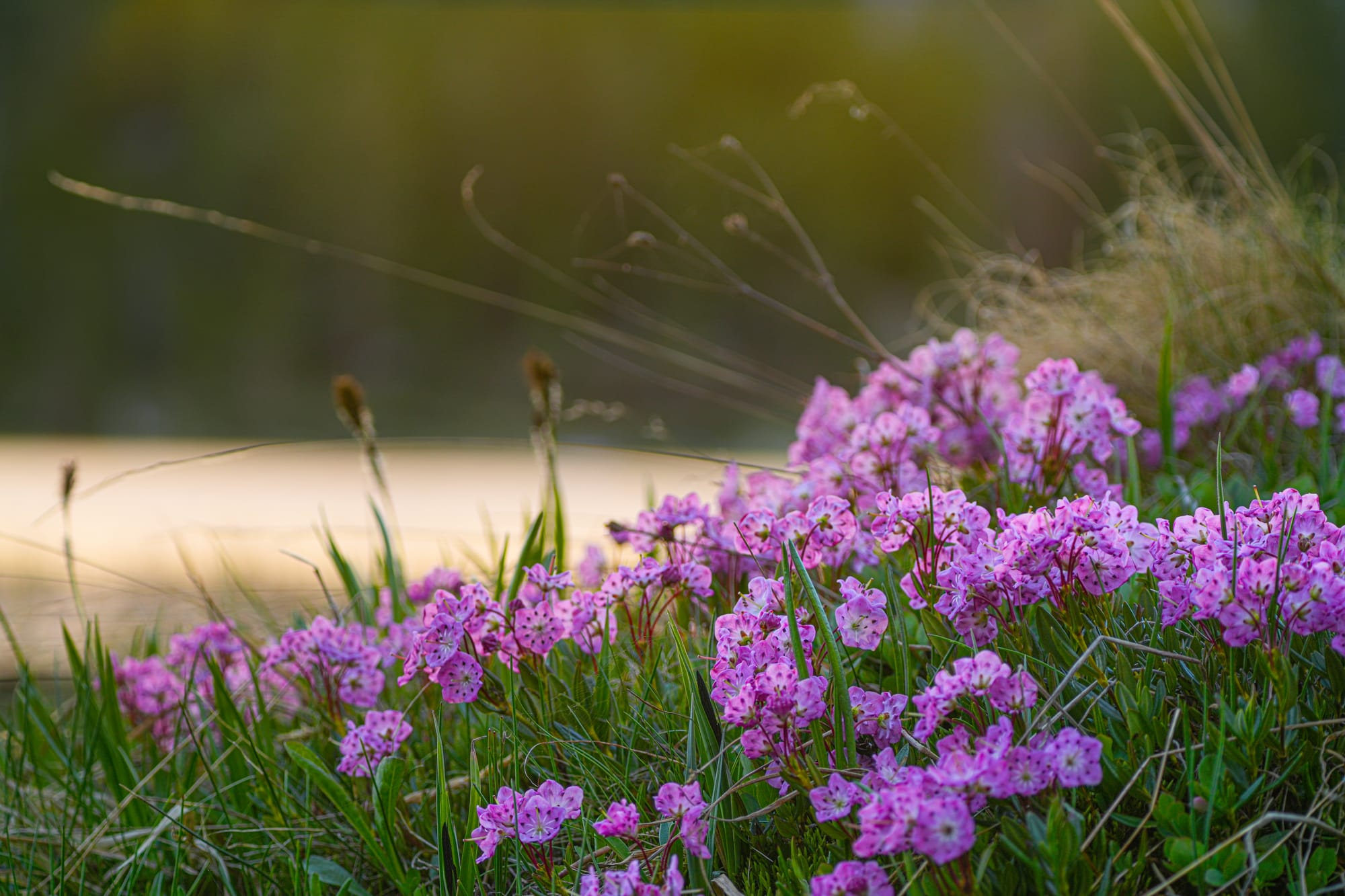 Kalmia flowers at sunset