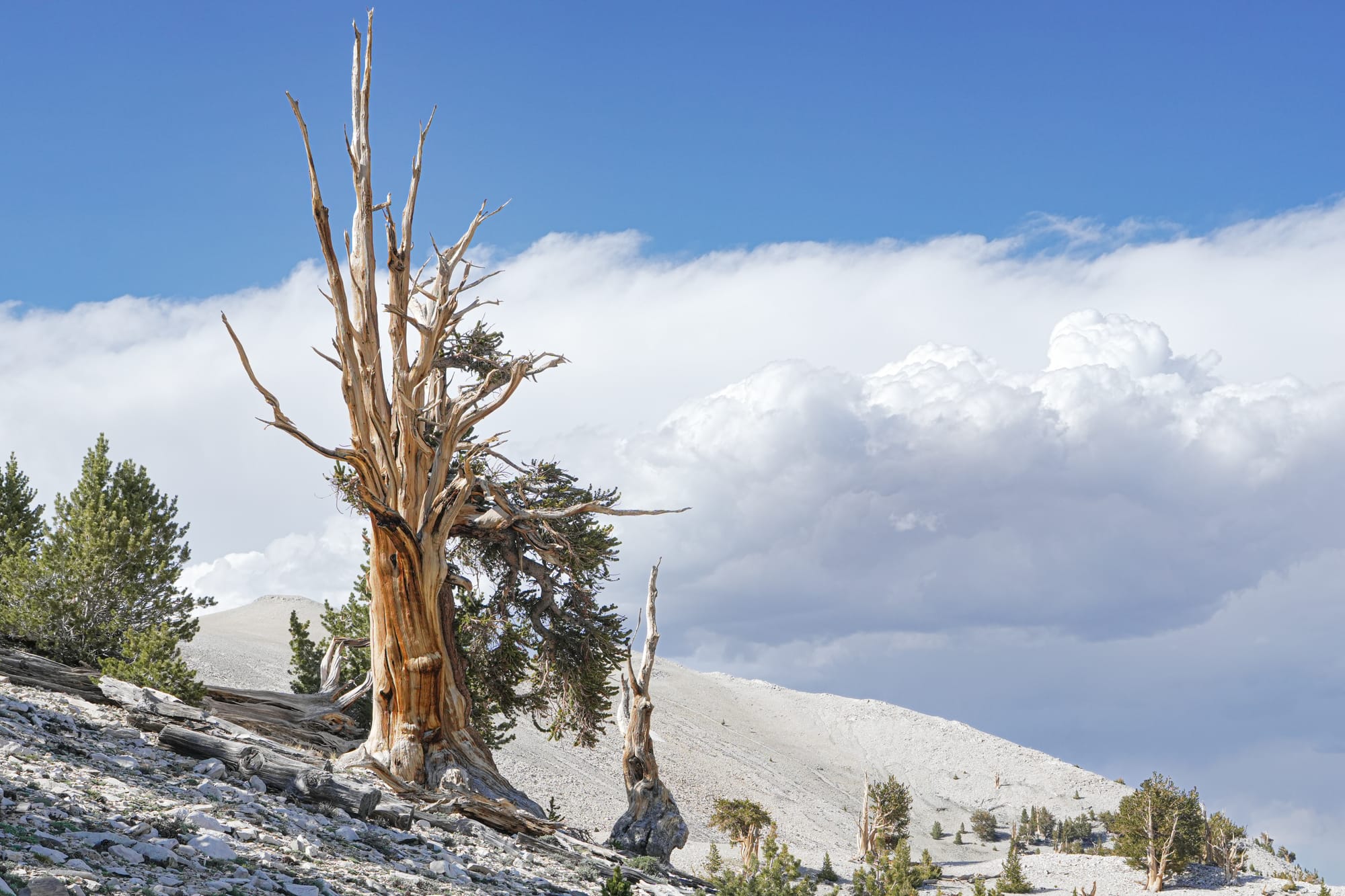 bristlecone pines and clouds