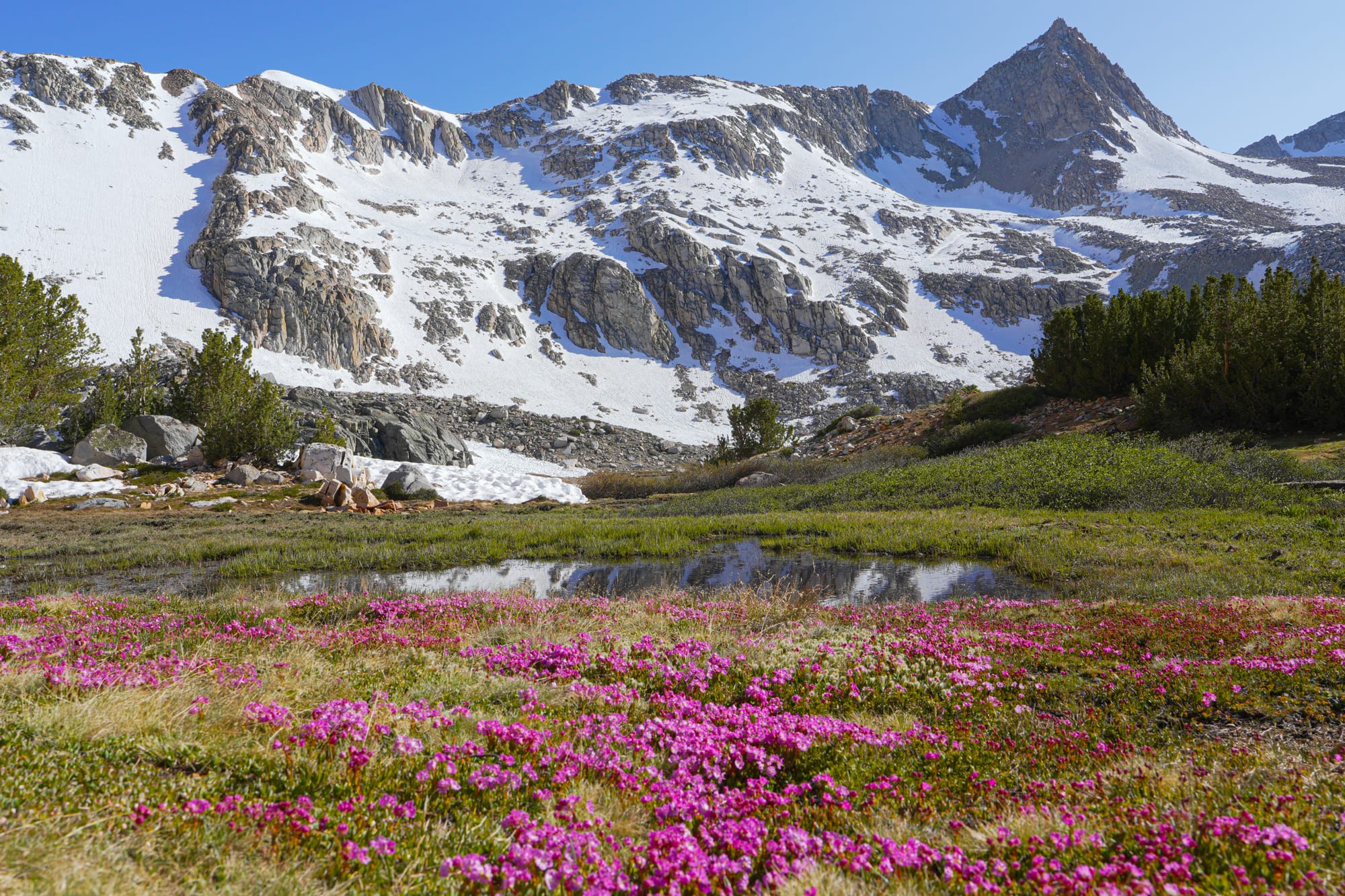 flowers in subalpine meadow