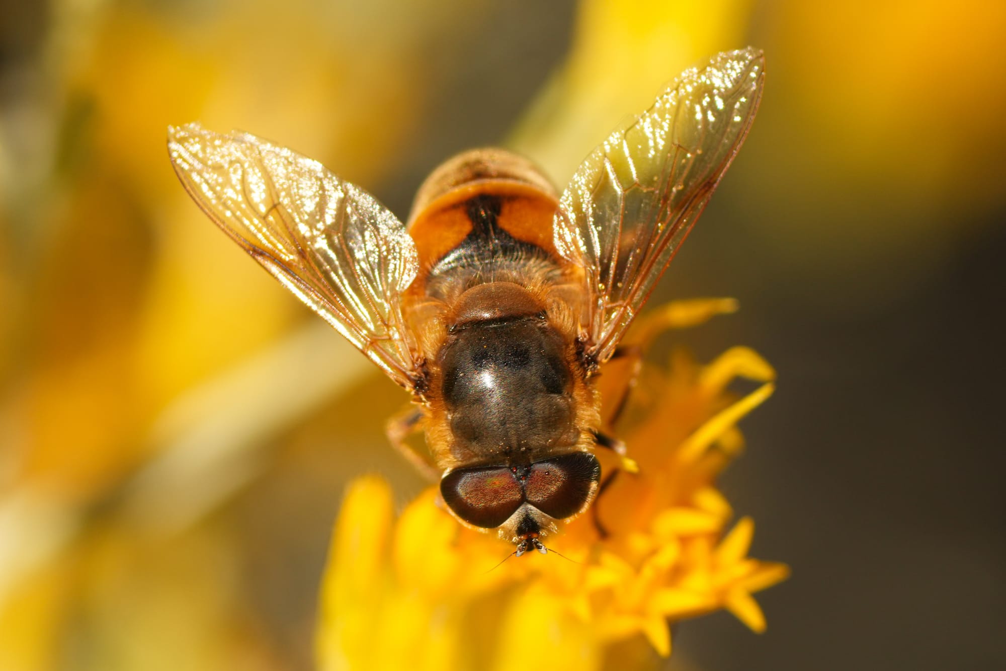 hoverfly