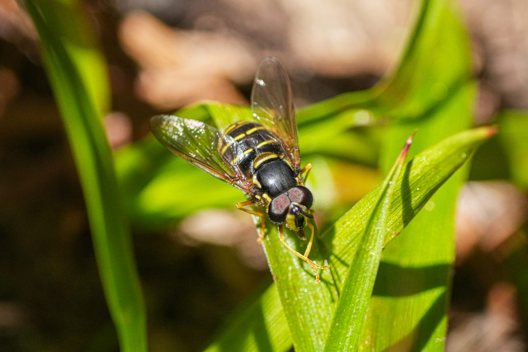 hoverfly