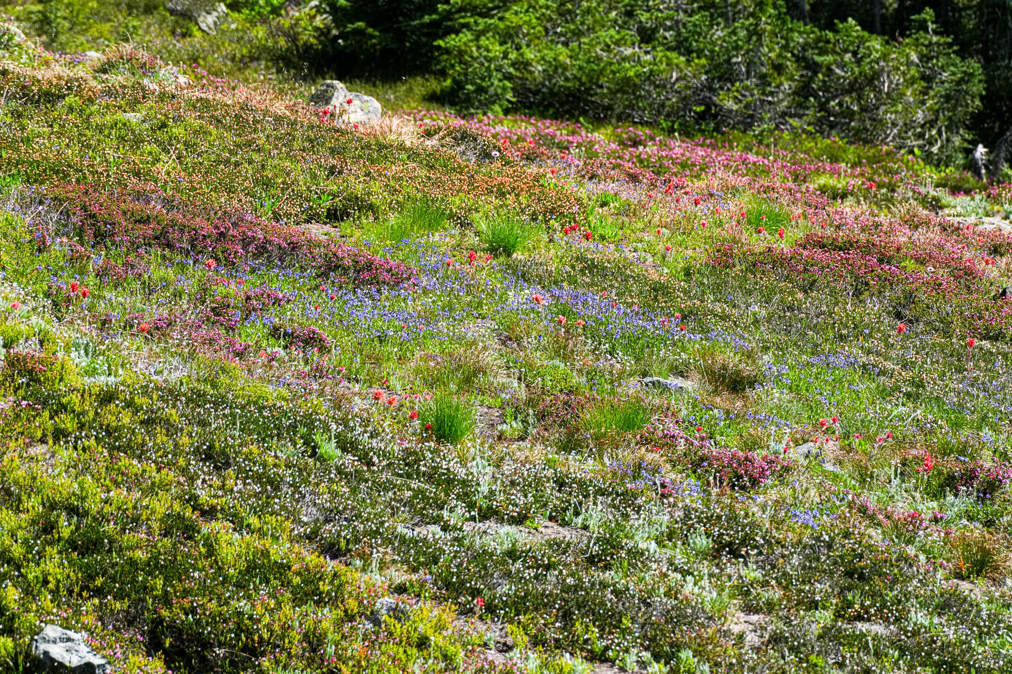 mountain meadow