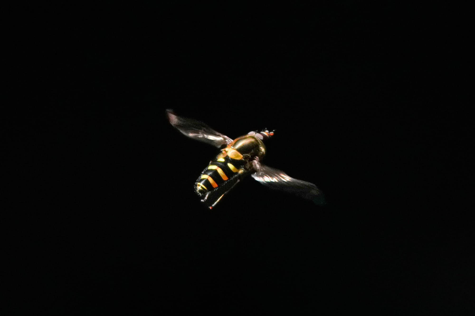 hoverfly hovering